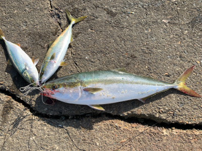 ハマチやらブリ!