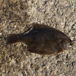 秋っぽい砂地の魚