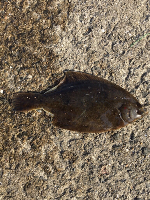 秋っぽい砂地の魚