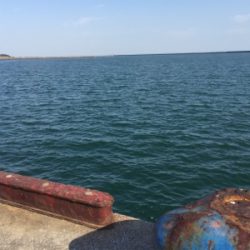 宮崎港 チヌ釣り