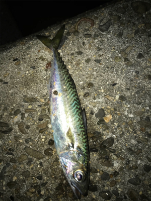 餌取り半端ない