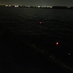 今夜はアカン！1匹だけ！