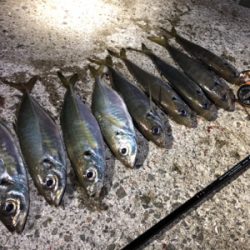 良型アジング 2日目