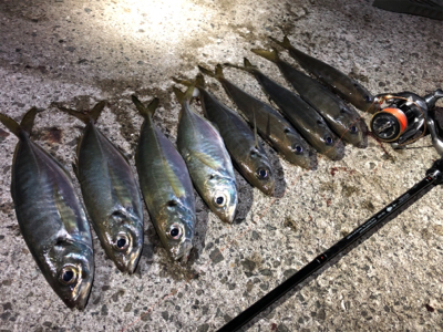 良型アジング 2日目