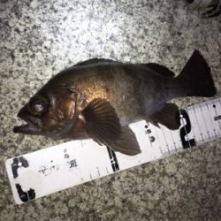 メバル釣れ出しました