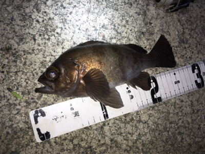 メバル釣れ出しました