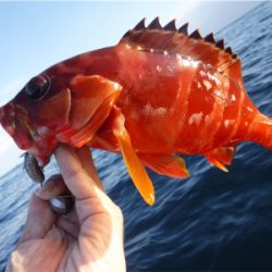 カヤックでハタ狙い！