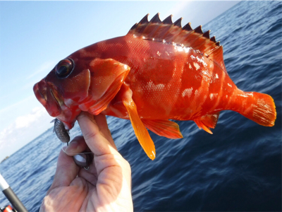 カヤックでハタ狙い！