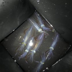 リベンジ 木材港ヒイカ釣り(夕方)