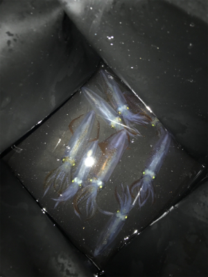 リベンジ 木材港ヒイカ釣り(夕方)