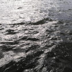 もうすぐハマチ