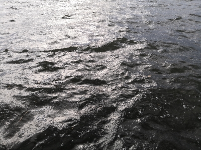 もうすぐハマチ