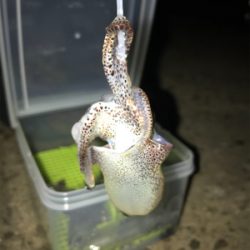 ポツリ…ポツリのヒイカ釣りσ(^_^;)