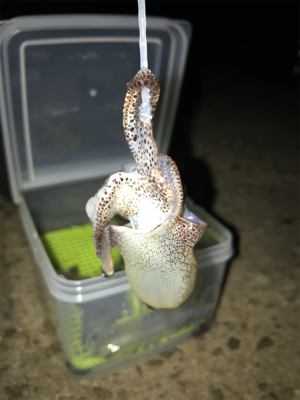 ポツリ…ポツリのヒイカ釣りσ(^_^;)