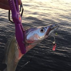 F4オーバー‼︎！イケア裏好調！