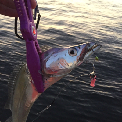 F4オーバー‼︎！イケア裏好調！