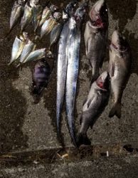 タチウオ アジ チヌ おまけに石鯛? 最高!