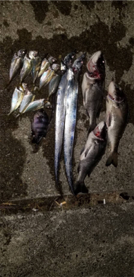 タチウオ アジ チヌ おまけに石鯛? 最高!