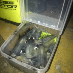 ボチボチのヒイカ釣りσ(^_^;)