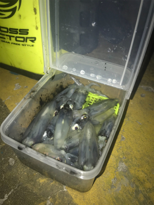 ボチボチのヒイカ釣りσ(^_^;)