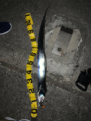 冬到来　ドラゴンタチウオ