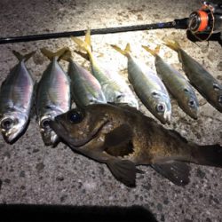 メバル自己記録更新！