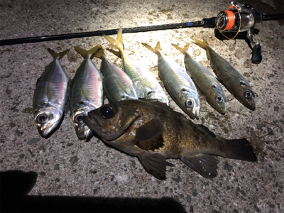 メバル自己記録更新！