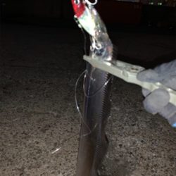 朝まづめ1時間の釣果