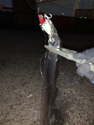 朝まづめ1時間の釣果