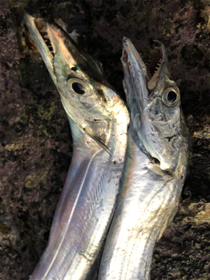 寒い！タチウオ！！