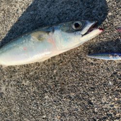 ドラゴンきた！！サバは共食い！！