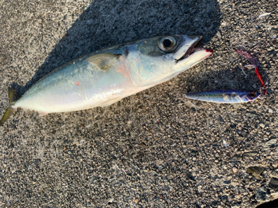 ドラゴンきた！！サバは共食い！！