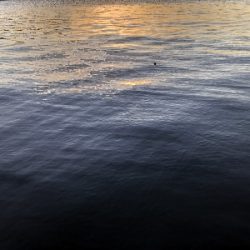 青物ダメでも太刀魚