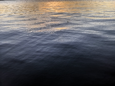 青物ダメでも太刀魚