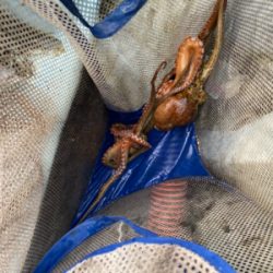 タコ　　二見沖　　西海丸