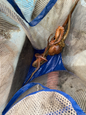 タコ　　二見沖　　西海丸