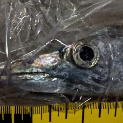 今日のタチウオ