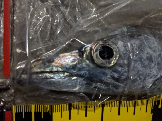 今日のタチウオ