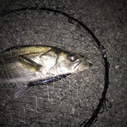 まだまだですね