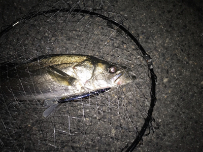 まだまだですね