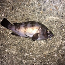 渋い中なんとかメバル