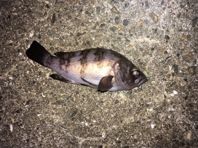 渋い中なんとかメバル