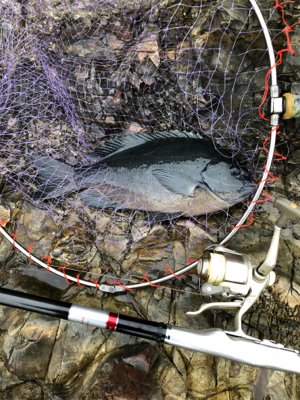 そろそろ寒グレ