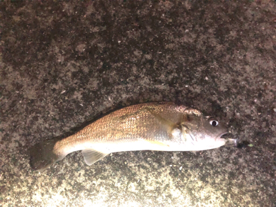 やっぱりホームエリア(^^)