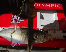 アジング練習 65