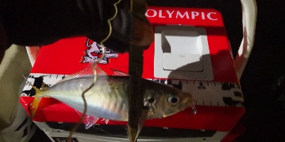 アジング練習 65