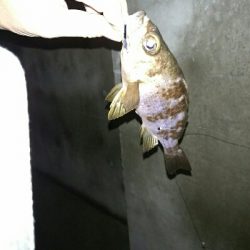 寒々ショアジギング