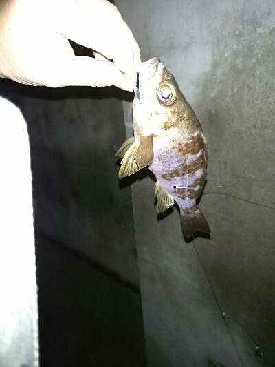 寒々ショアジギング