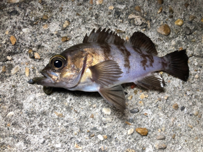 高砂 ナイトゲームに突入！