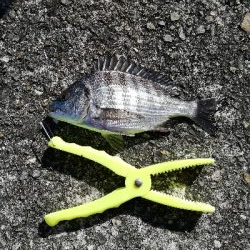 ボウズ回避からの・・・